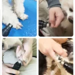 Ponceuse griffe chien 21