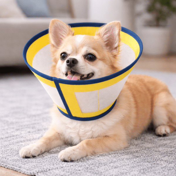 Collerette petit chien