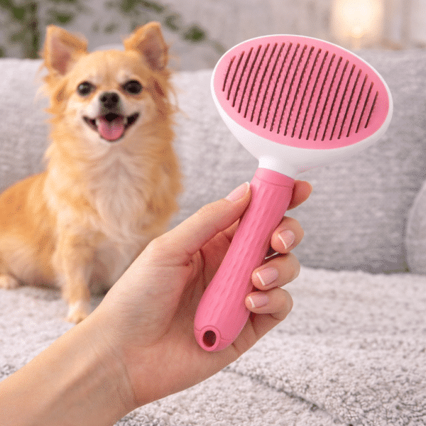 Brosse pour chihuahua