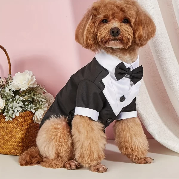 Costard pour chien 1