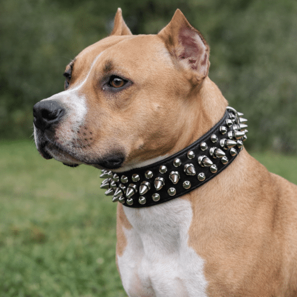 Collier à clou pour chien