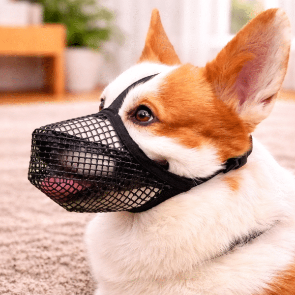 Muselière cage chien