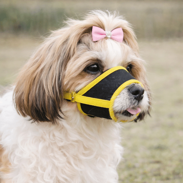Muselière shih tzu