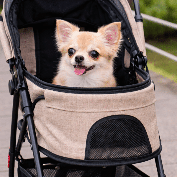 Poussette pour chihuahua