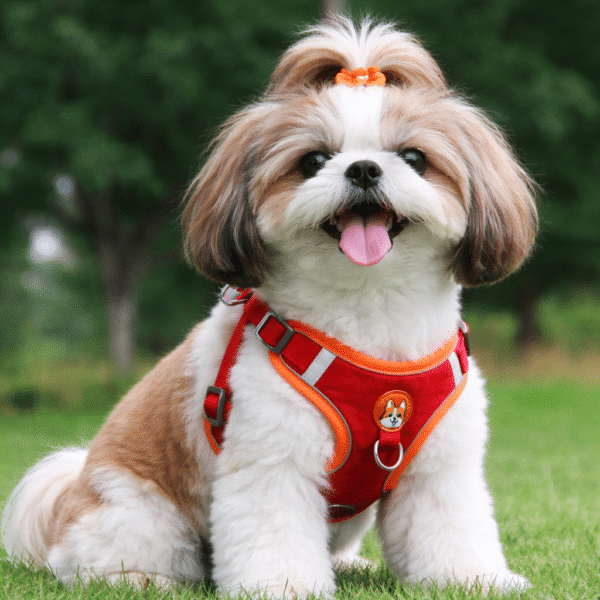 Harnais pour shih tzu