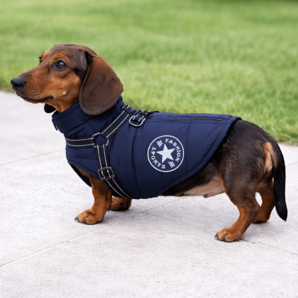 Manteau chien teckel