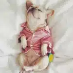 Pyjama de luxe en soie douce pour chien bouledogue français, manteau pour petit chien, vêtement pour chiot Shih Tzu, XS-2XL 1