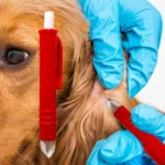 Analyste d'outils d'élimination des puces pour animaux de compagnie, dissolvant de crochet à gratter en plastique, fournitures de toilettage pour chat et chien, outil d'élimination des tiques, pince à épiler, 4 pièces 4