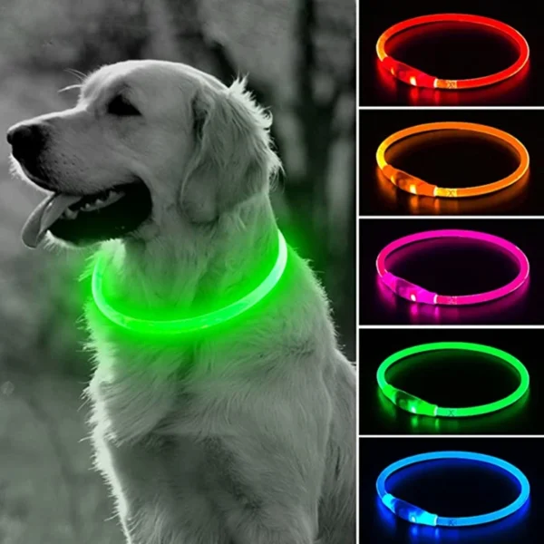 Collier lumineux chien poil long 1