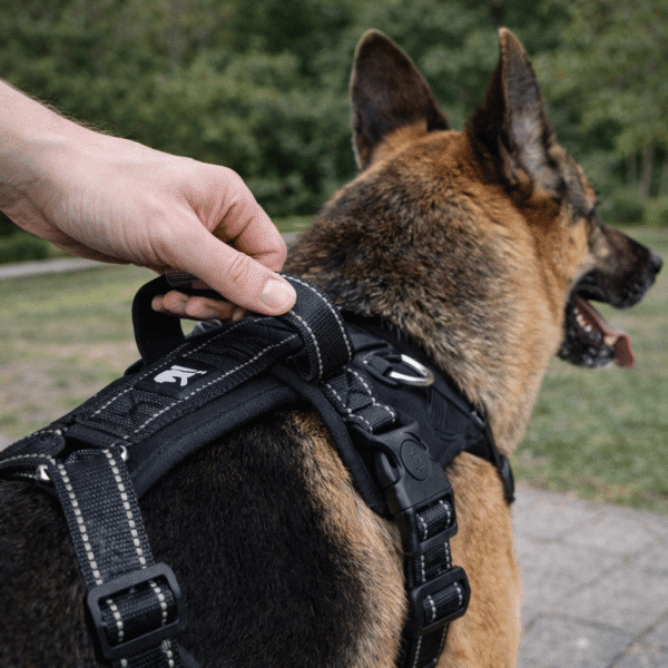 Harnais rando chien