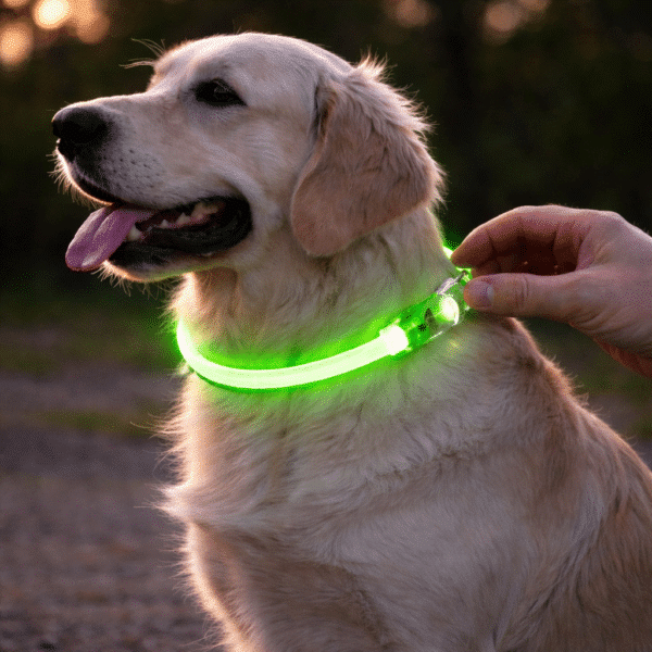 Collier lumineux chien poil long
