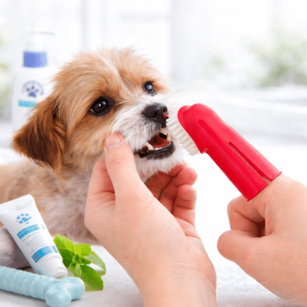 Brosse à dents pour petit chien