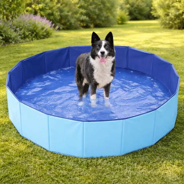 Piscine pour chien