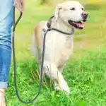 Collier pour chien en paracorde 3