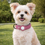 ChatGPT Image 16 févr. 2026, 11_26_56