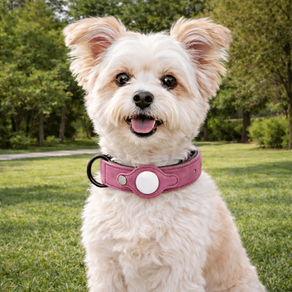 Collier de reperage chien d'arret