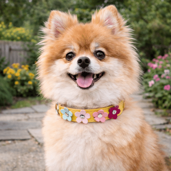 Collier pour spitz nain