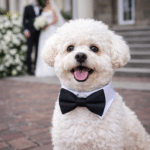 ChatGPT Image 16 févr. 2026, 11_37_54