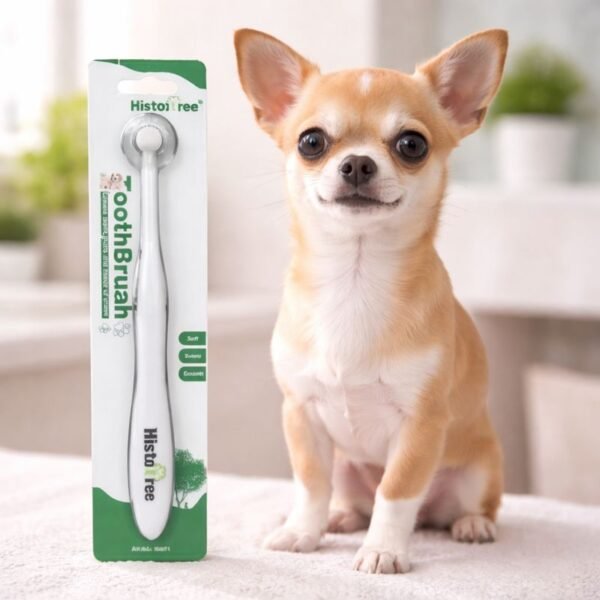 Brosse a dent chihuahua