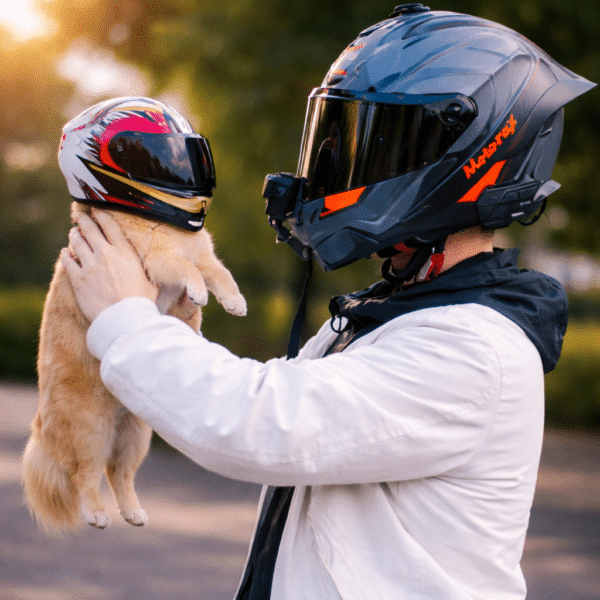 Casque moto chihuahua