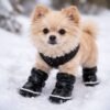 Chausson de neige pour chien
