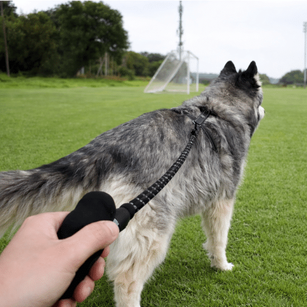 Laisse pour chien indestructible