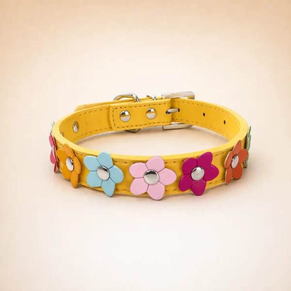 Collier pour spitz nain