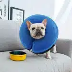 Collerette pour chien gonflable 2