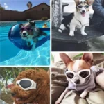 Lunette de soleil pour chien 3