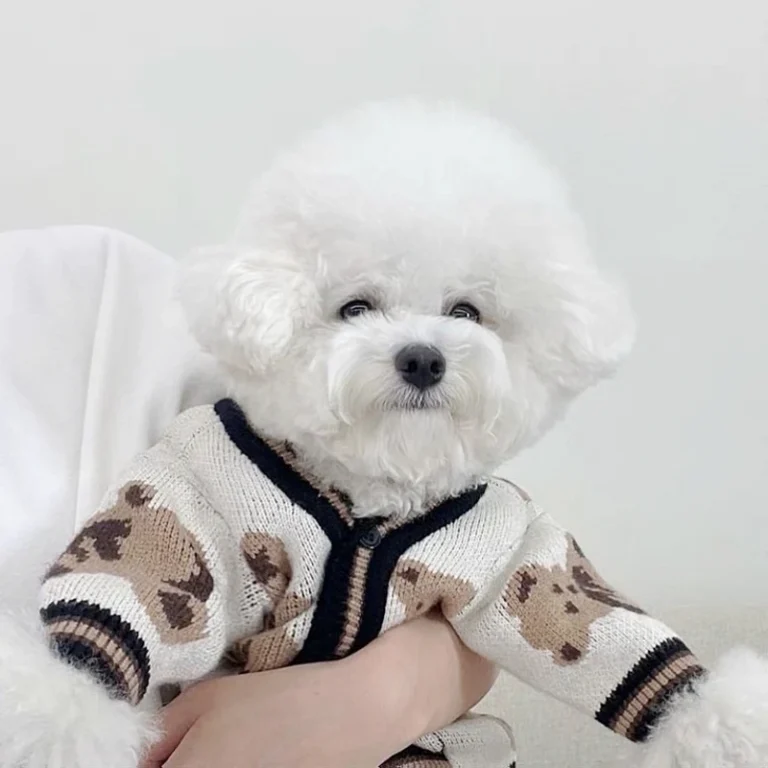Pull pour chien design ours 27