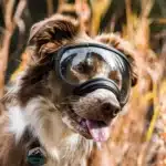 Lunette moto pour chien 44