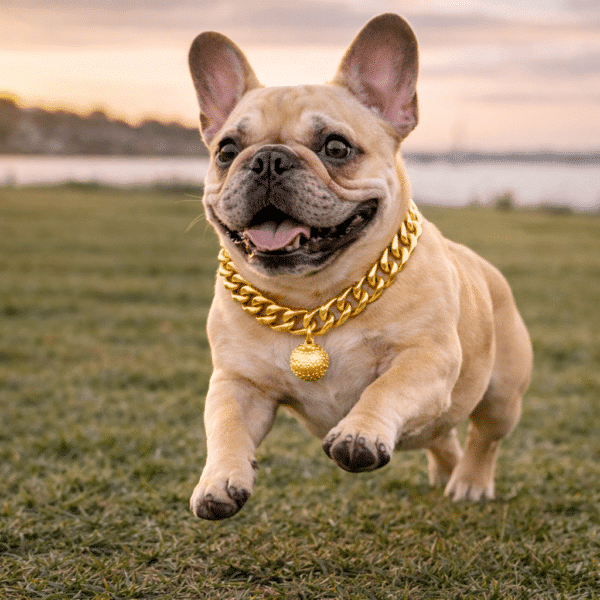 Collier chainette chien