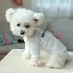 Pull artificiel astique avec Lettres Blanches pour Animaux de Compagnie, Chemise de Base Adaptée aux Chiens de Petite et Moyenne Taille, Printemps et Automne, 1 Pièce 8