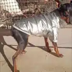 Manteau en cuir spitz