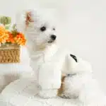 Sweat-shirt d'hiver moelleux avec lettres modernes pour bouledogue français, manteau pour chien York, vent vert, chat, optique respirante, sourire, nouvel an 4