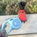 Laisse enrouleur patte de chien 6