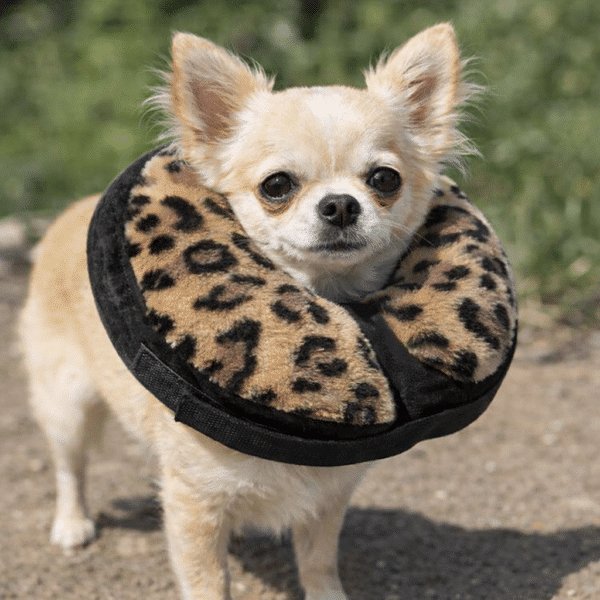Collier de convalescence pour chien