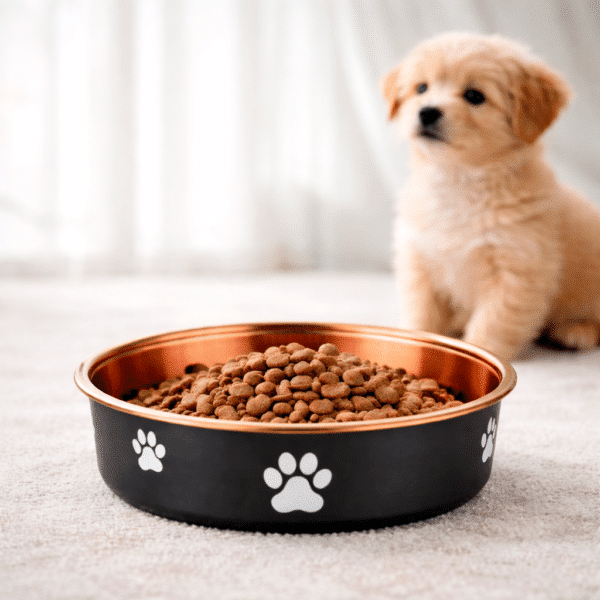 Gamelle chien inox cuivre