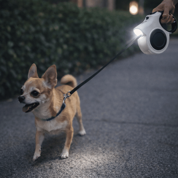 Laisse pour chien avec lumière