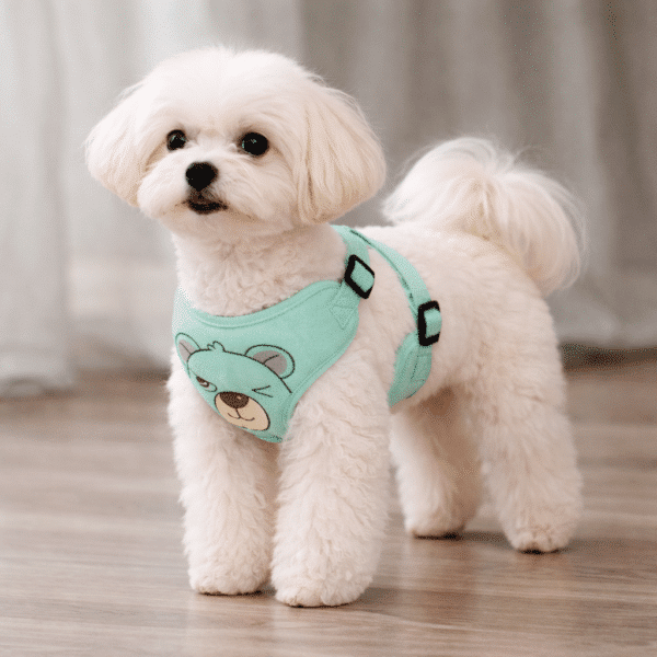 Harnais pour spitz nain ourson