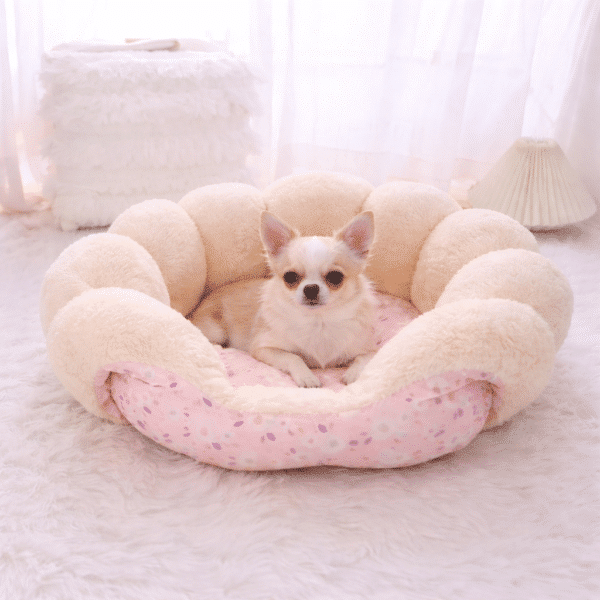 Panier coquillage chihuahua