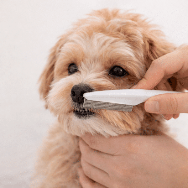 Peigne à puces en acier inoxydable pour chien