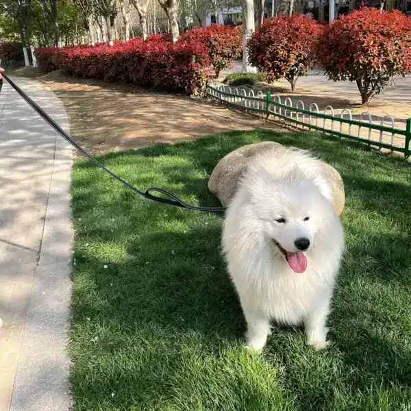 RapDuty-Laisse pour chien à double poignée avec bandes de coulée, sécurité nocturne, idéale pour les grandes et très grandes étudiés 4