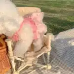 Robe princesse en dentelle rose pour petits chiens, vêtements d'été pour chiots, robe de mariée pour chien, jupe pour Chihuahua, PDPDog 4