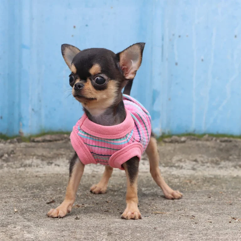 Chemise côtelée pour chien, gilet pour petits chiens, Chihuahua, chiot, vêtements, débardeur, rose 4