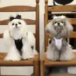 Jupes en pur coton pour chien, noir et blanc, mode Simple, imprimé nœud, nouvelle robe de princesse pour petit et moyen chien, caniche, vêtements pour animaux de compagnie, printemps 2