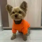 Vêtements d'hiver pour petits chiens, manteau à capuche pour chiot et chat, veste bouledogue français, Chihuahua Yorkie, Costume carlin, fournitures pour animaux de compagnie 5