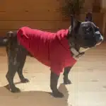 Vêtements d'hiver pour petits chiens, manteau à capuche pour chiot et chat, veste bouledogue français, Chihuahua Yorkie, Costume carlin, fournitures pour animaux de compagnie 4