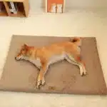 Lit orthopédique imperméable pour petit chien 2