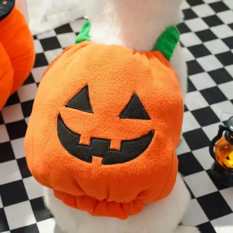 Costume citrouille chien 5